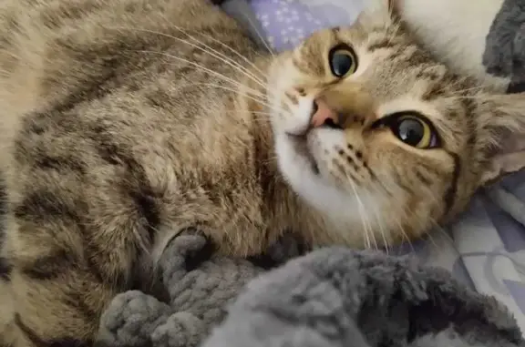 Кошка найдена: Белебей, Башкортостан