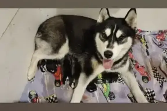 Пропала хаски, Пионерская 29, Саратов