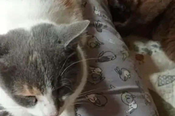 Пропала кошка, Анапа, Дальневосточная 1А