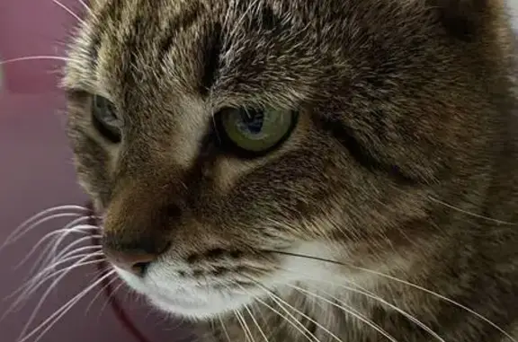 Пропала кошка, ул. Габричевского, 1 к2