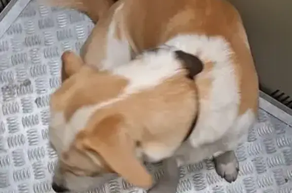 Найдена собака на Уральской, 75 к2, Краснодар