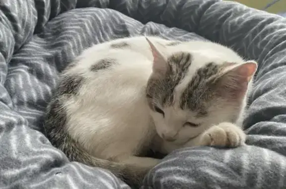 Кошка найдена: ул. Октябрьский Городок, 43