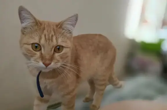 Кошки потеряшки, Бор, фото: Потеряшка кошка, ул. Горького, 99, Бор