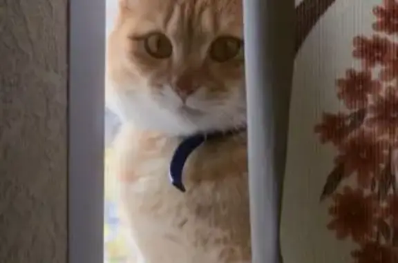 Кошки потеряшки, Бор, фото: Потеряшка кошка, ул. М. Горького, 99, Бор