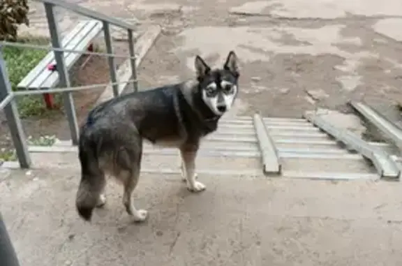 Собаки потеряшки, Воткинск, фото: Потеряшка собака, ул. 1905 года, Воткинск