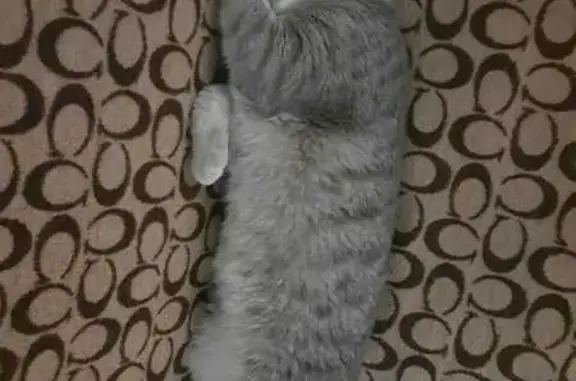 Кошки потеряшки, Пенза, фото: Потеряшка кот, ул. Островского 4, Пенза