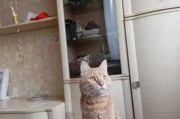 Пропала кошка, Новая ул., 2, Ленинское