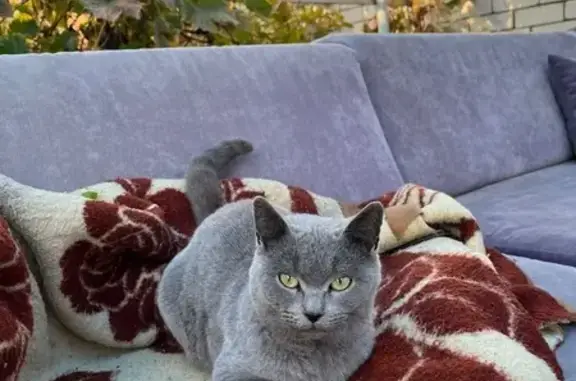 Найдена кошка, Астрахань, фото: Найдена кошка на ул. Пирогова, Астрахань