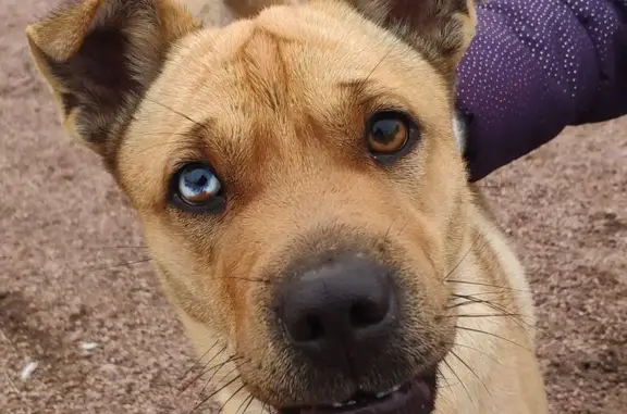 Собака найдена в Коммолово, Ленобласть