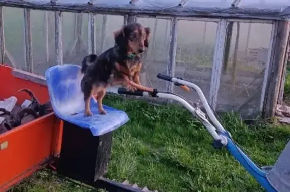 Пропала собака, Сельская ул., Новоуситово