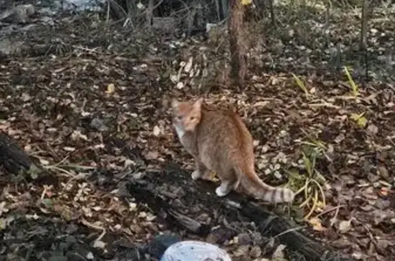 Найдена рыжая кошка, Домодедовская 38к1