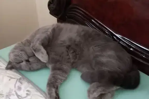 Кошки потеряшки, Тюмень, фото: Потеряшка кошка, Ореховая ул., Тюмень