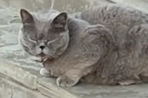 Пропала кошка, Земляничная 251, Краснодар