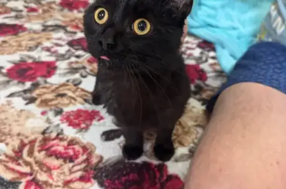 Найдена кошка, Пермский край, фото: Черный кот найден в Перми, Пермский край