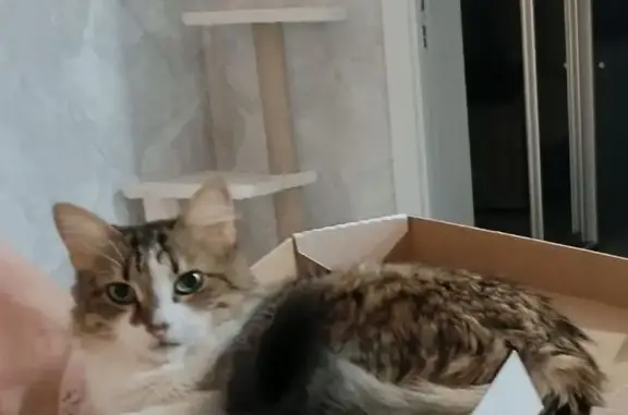 Пропала кошка, ул. Пушкина, 64, Ленино