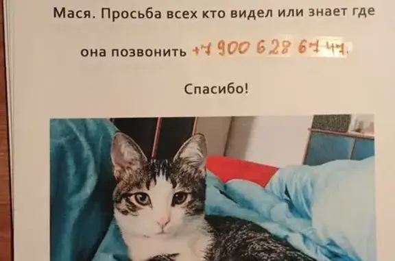Пропала кошка, Кондратьевский пр., 75 к2