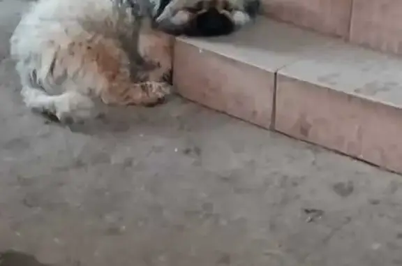 Собаки потеряшки, Краснодарский край, фото: Потеряшка собака, Гулькевичи, Краснодарский край