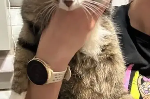 Найдена кошка, Пермь, фото: Кошка без хвоста на Рыбацкой, Пермь