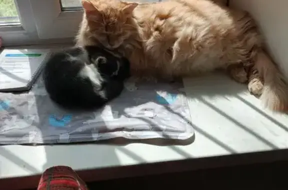 Пропал рыжий кот, Полиграфическая 10, Липецк