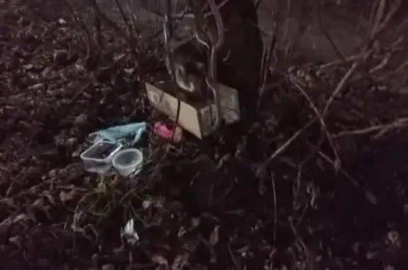 Найдена кошка, Ярославль, фото: Кошка найдена на Чкалова, 60, Ярославль