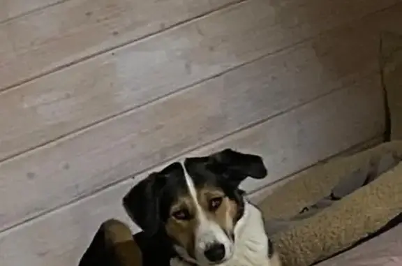 Пропала собака Шерри у Ростикс, 492 км М4