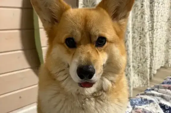 Собаки потеряшки, Чулково, фото: Потеряшка собака, Чулково, 165