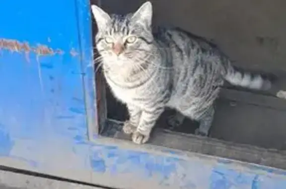 Найдена кошка, Ярославль, фото: Кошка найдена, ул. Строителей, 20, Ярославль