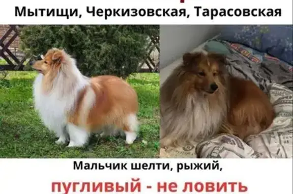 Найдена собака, Челюскинский, фото: Пропала собака в Челюскинском, ул. Первомайская, 23