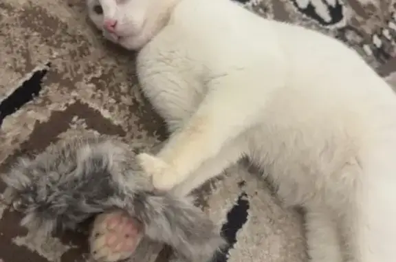 Кошка найдена: Стальной Конь, Орловская обл.