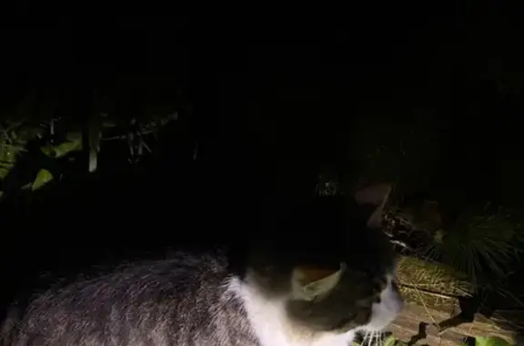 Найдена кошка, Семеновское, фото: Кошка найдена: Центральная ул., 37, Семёновское