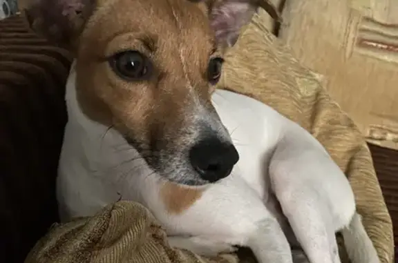 Пропала собака, ул. Речников 37, Арх.