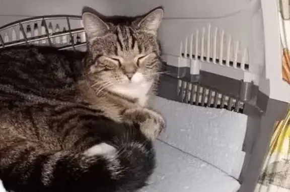 Пропала кошка, Советская 17, СПб