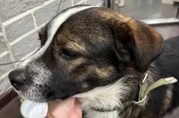 Найдена собака, Ростов-на-Дону, фото: Собака найдена: Соборный пер. 104 к1