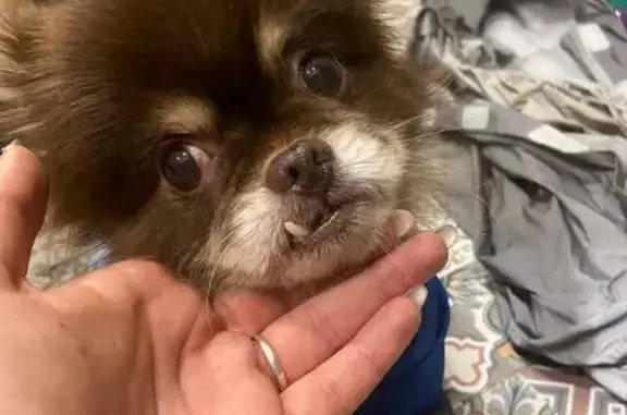 Найдена собака, Санкт-Петербург, фото: Собака найдена, Народная ул. 3 к2, СПб