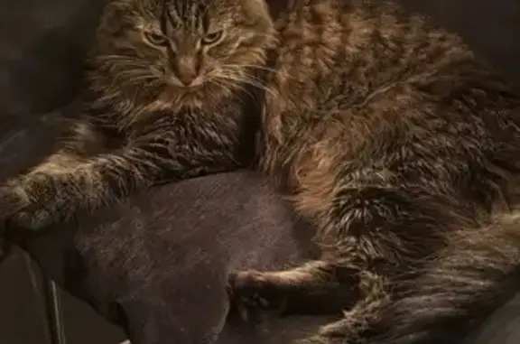 Кошки потеряшки, Москва, фото: Потеряшка кошка, б-р Яна Райниса, 24 к1