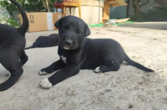 Пропала собака, Жилино-1, МО