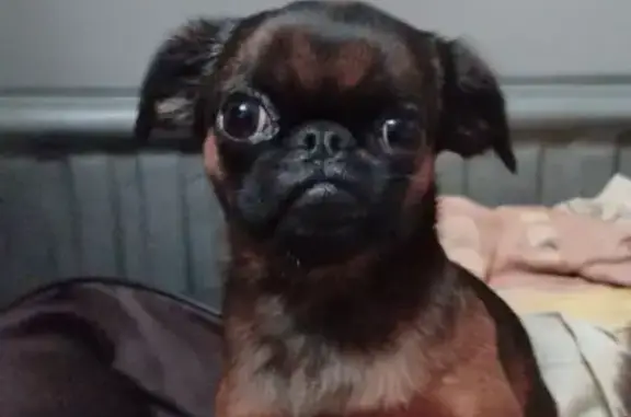 Найдена собака, Санкт-Петербург, фото: Брабансон найден: Северный пр., 87 к1, СПб