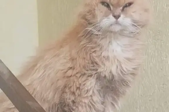 Найдена кошка, Бессоновка, фото: Кот найден: Песчаная ул., Бессоновка