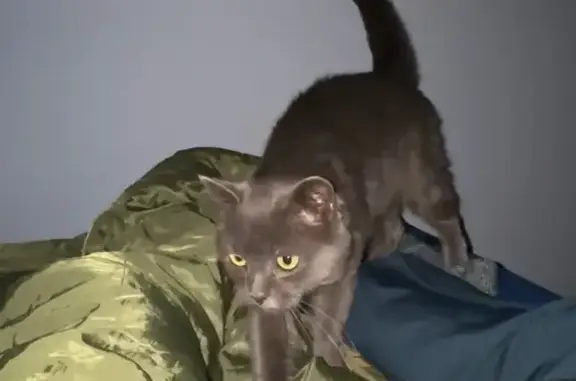 Найдена кошка, Москва, фото: Кошка найдена: Садовническая 45, Москва