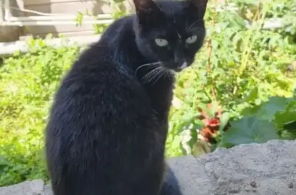 Пропала кошка, Крепостная ул., Анапа