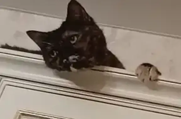 Кошки потеряшки, Марьино, фото: Потеряшка кошка, Светлый бульвар, 16 к2