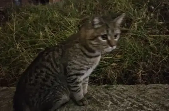 Кошка найдена на Гвардейской улице, Казань