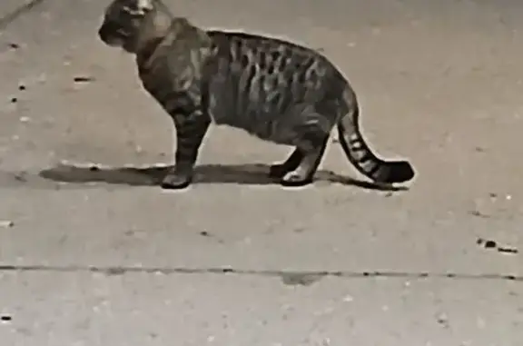 Найдена кошка, Ярославль, фото: Кошка найдена: ул. Труфанова, Ярославль