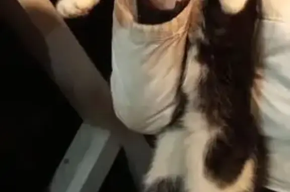 Найдена кошка, Мшинское, фото: Найдена кошка, 7-я линия, Мшинское