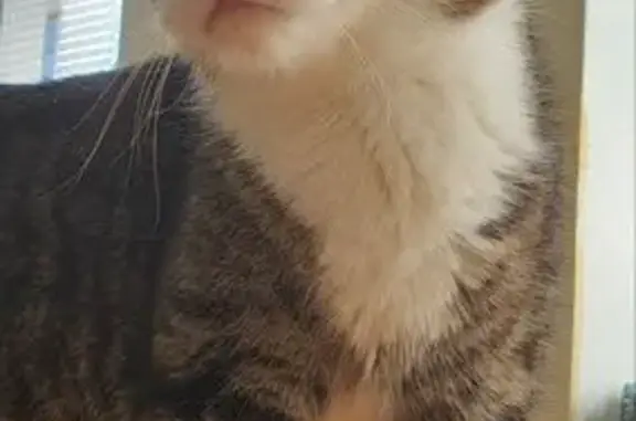 Кошки потеряшки, Кирилловское, фото: Потеряшка кошка, Советская ул. 23, Кирилловское