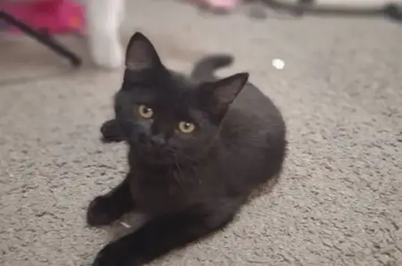 Пропала кошка, Гришаева 10, Саратов