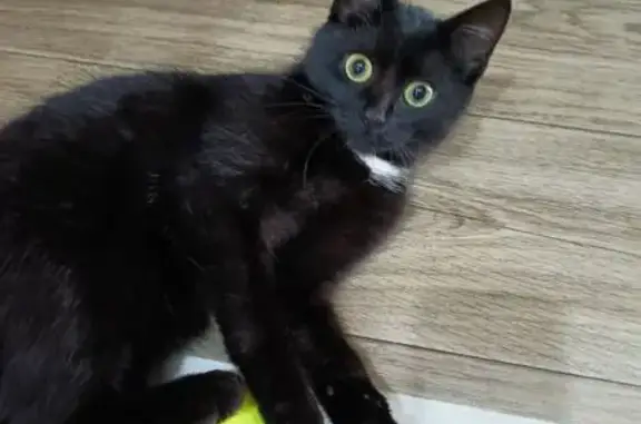 Найденные животные Костромская область, фото: Кошка найдена на ул. Базовой, Кострома