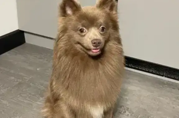 Найдена собака, Санкт-Петербург, фото: Собака найдена: Парфёновская ул. 17 с1