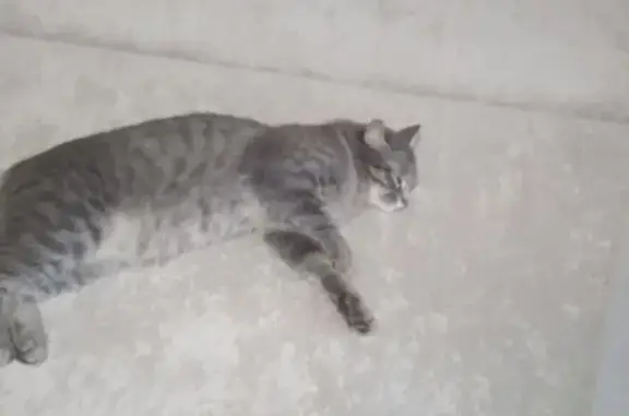 Пропала кошка, Красная пл., 3, Москва