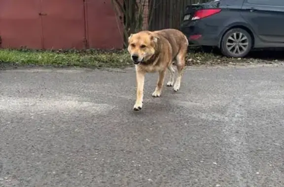 Найдена собака, Московская область, фото: Собака найдена: Столбовая-Сандарово, МО
